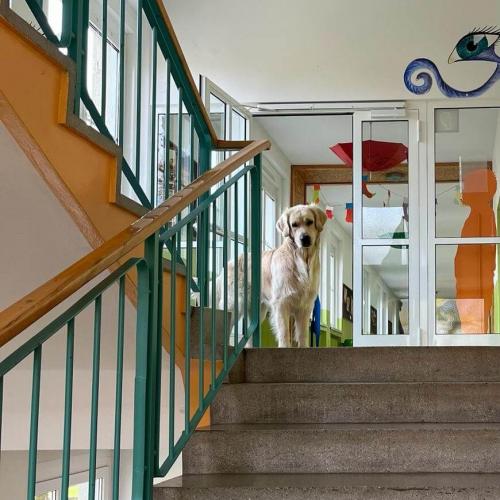 Hund besucht die Schule
