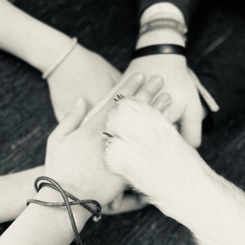 Kinderhände berühren Hundepfote